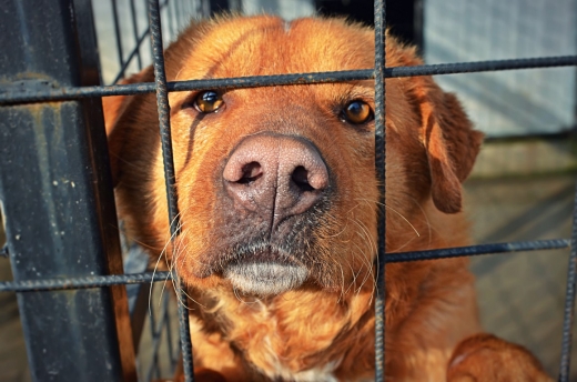 abandon-masiv-in-vreme-de-pandemie-cate-animale-au-fost-abandonate-in-cluj